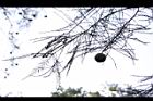池杉-葉07.JPG
