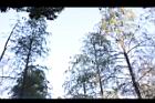 池杉-雄花序-實02.JPG