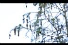 池杉-雄花序-實04.JPG