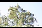 池杉-雄花序27.JPG