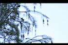 池杉-雄花序33.JPG