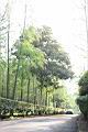 池杉13.JPG