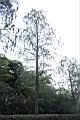 池杉39.JPG
