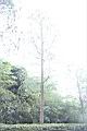 池杉40.JPG
