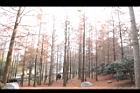 池杉67.JPG