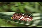 大紅紋鳳蝶-臭角02.JPG