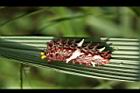 大紅紋鳳蝶-臭角03.JPG