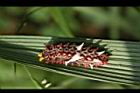大紅紋鳳蝶-臭角04.JPG