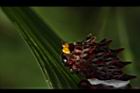 大紅紋鳳蝶-臭角10.JPG