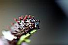 大紅紋鳳蝶-臭角13.jpg