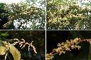 白匏子-雄花序1.jpg