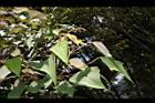 白匏子-葉00.JPG