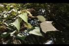 白匏子-葉02.JPG