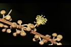 白匏子-雄花03.JPG