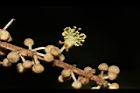 白匏子-雄花04.JPG