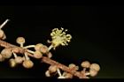 白匏子-雄花05.JPG