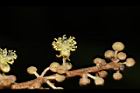 白匏子-雄花06.JPG