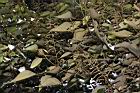 白匏子-雄花序01.JPG