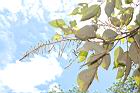 白匏子-雄花序08.JPG