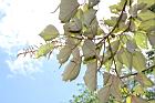 白匏子-雄花序10.JPG