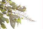 白匏子-雄花序11.JPG