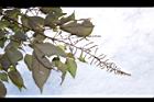 白匏子-雄花序18.JPG
