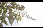 白匏子-雄花序19.JPG