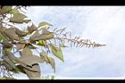 白匏子-雄花序20.JPG