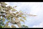 白匏子-雄花序21.JPG