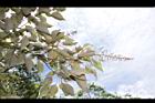 白匏子-雄花序22.JPG