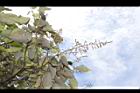白匏子-雄花序25.JPG