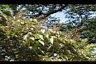 白匏子-雄花序28.JPG