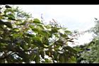 白匏子-雄花序29.JPG