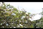 白匏子-雄花序30.JPG