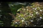 白匏子-雄花序31.JPG