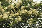 白匏子-雄花序40.JPG