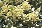 白匏子-雄花序42.JPG