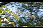 白匏子-雄花序44.JPG