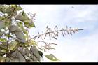 白匏子-雄花序49.JPG