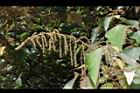 白匏子-雄花序56.JPG