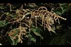 白匏子-雄花序61.JPG