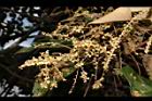 白匏子-雄花序65.JPG