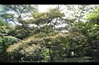 白匏子24.JPG