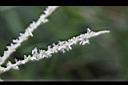 百慕達草-雌雄花1.jpg