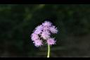 紫花藿香薊-花序4.jpg