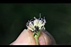 紫花藿香薊-種子00.jpg