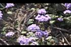 紫花藿香薊-花02.jpg