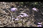 紫花藿香薊-花03.jpg