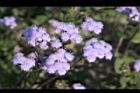 紫花藿香薊-花04.jpg