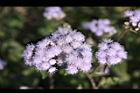 紫花藿香薊-花05.jpg